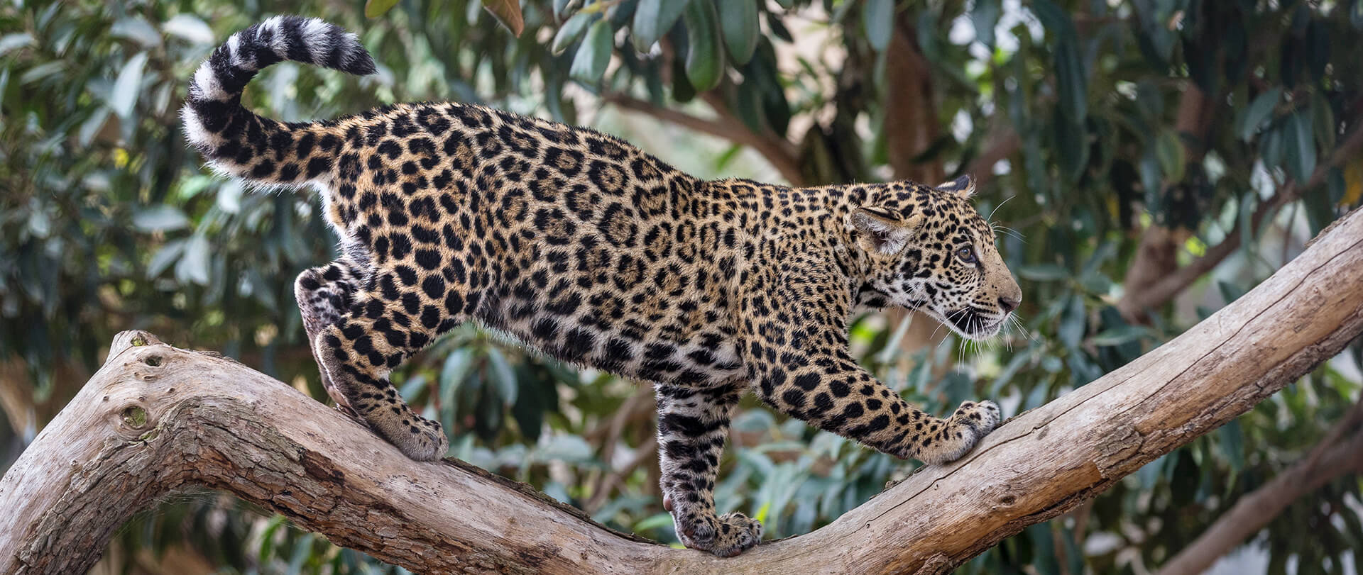jaguar walking on a tree limb