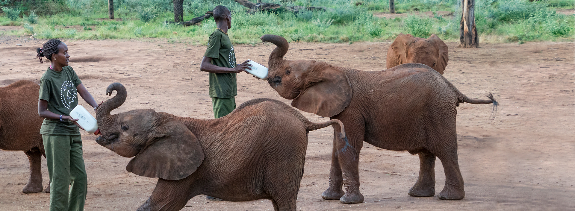 caretakers hand feeding baby elephants