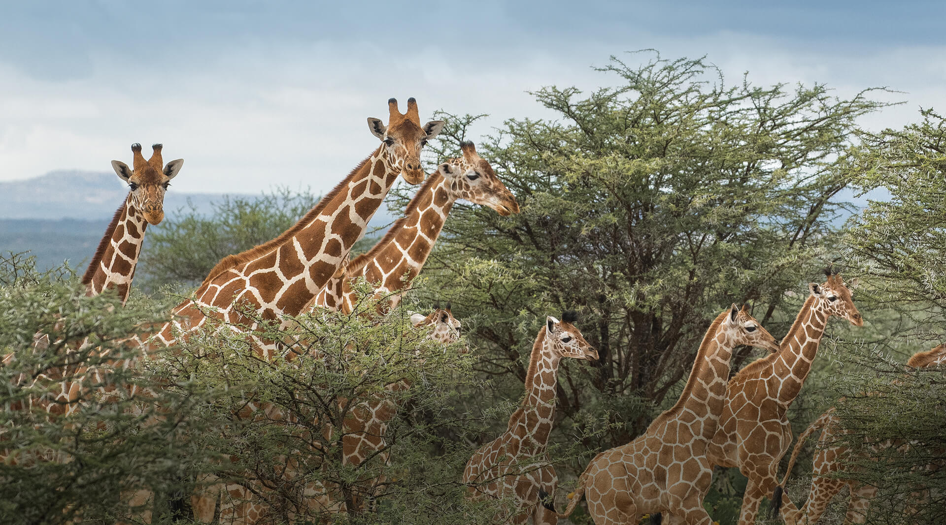 giraffes among acacia trees