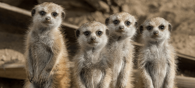 Four meerkats