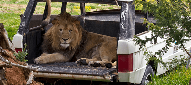 African lion in back of a Land Rover
