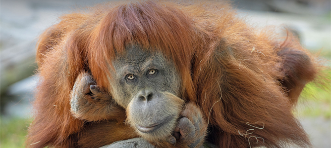 orangutan donations via crypto