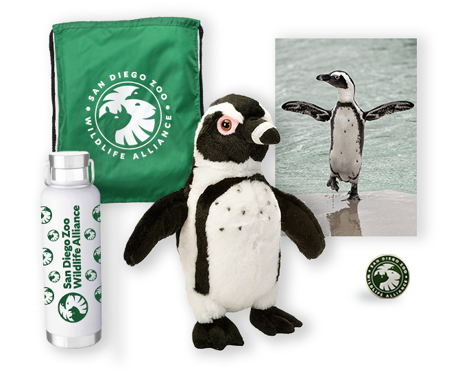 $500 African Penguin Adoption Package