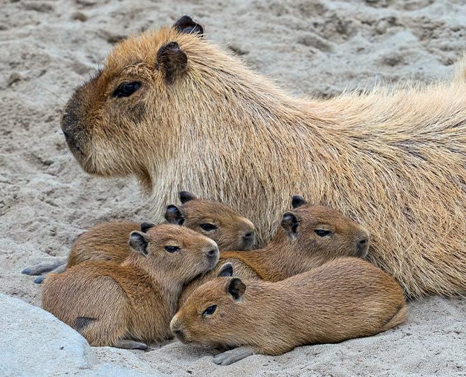 capybara mom with babies